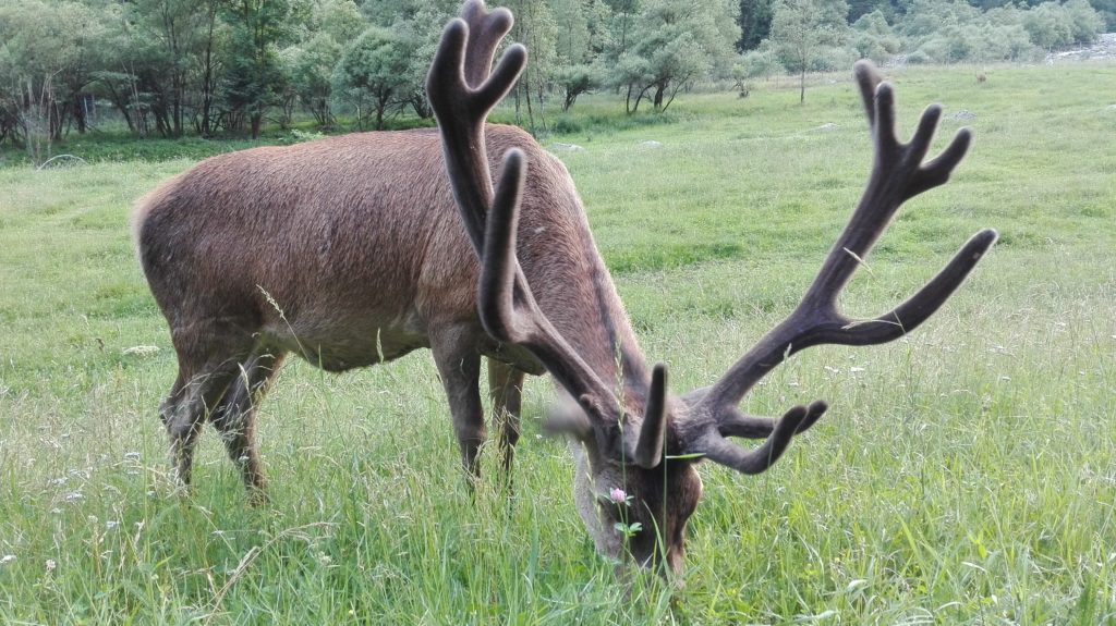 Passeggiata con l’autore: cervi e uomini